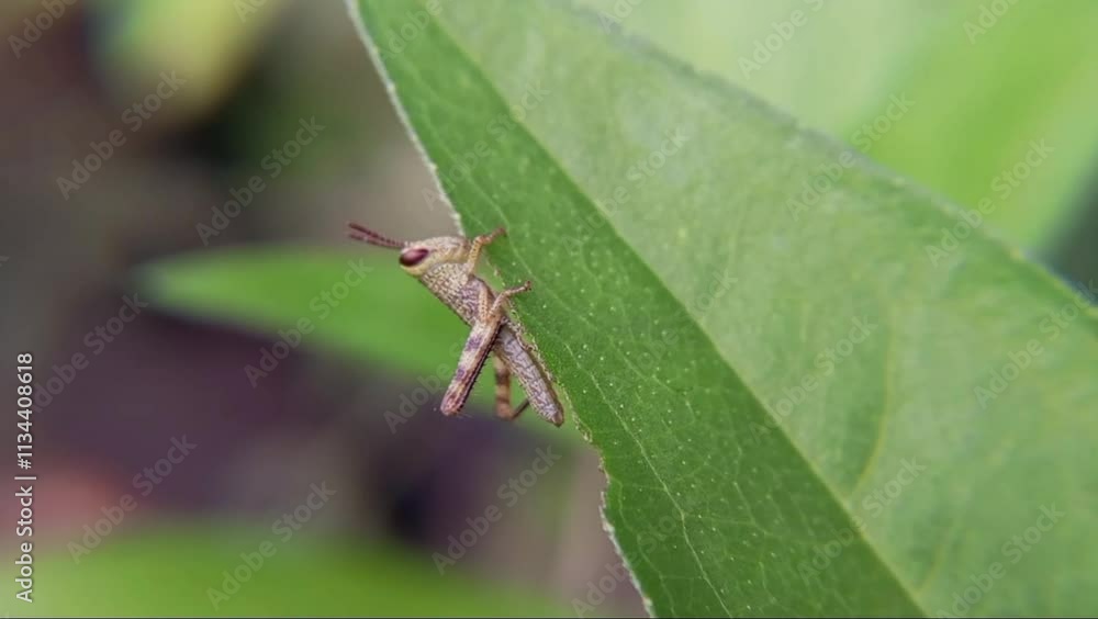 Close up of grasshopper eating green leaf Close up of grasshopper eating green leaf