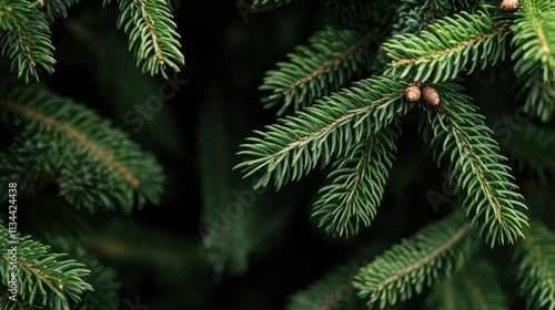 Lush Green Spruce Branches Close Up View