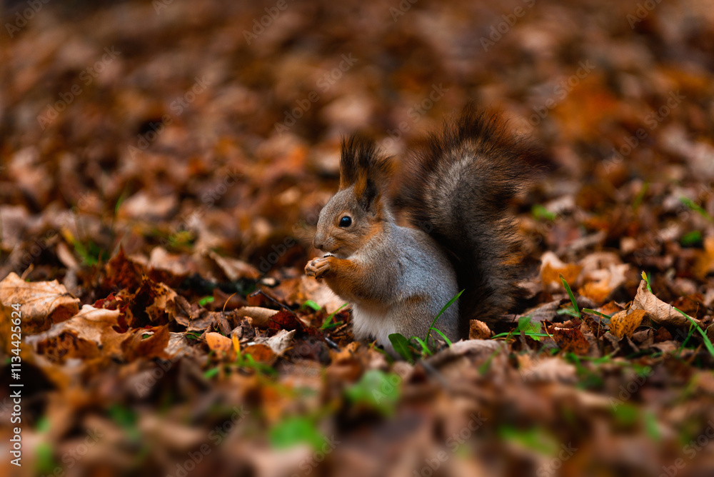 Portrait of a squirrel in an autumn forest. Real photo (Sciurus vulgaris). Portrait of a squirrel in an autumn forest. Real photo (Sciurus vulgaris).