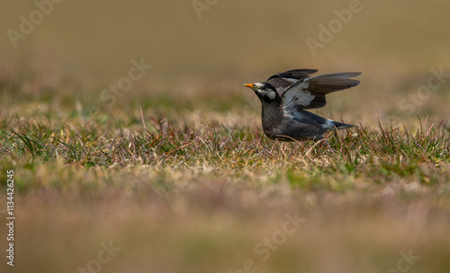 Obraz na płótnie Sturnus Cineraceus on the ground preparing to fly over the grass w salonie
