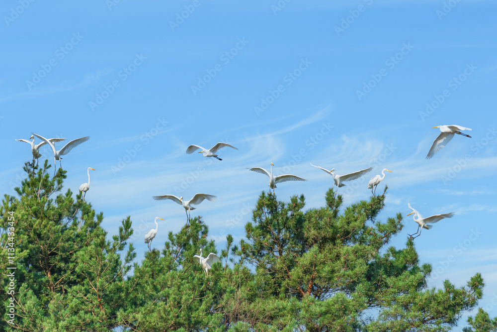 Great egret (Ardea alba) a large bird with white plumage, the birds sit high on a coniferous tree. Some birds land on tree branches. View on a sunny summer day.