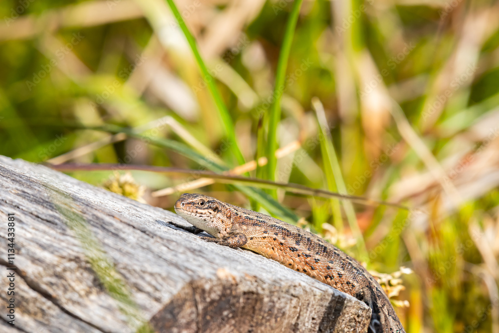 Sand lizard (Lacerta agilis) female, a popular species of lizard, a brown reptile lies on a tree trunk and basks in the sun.
