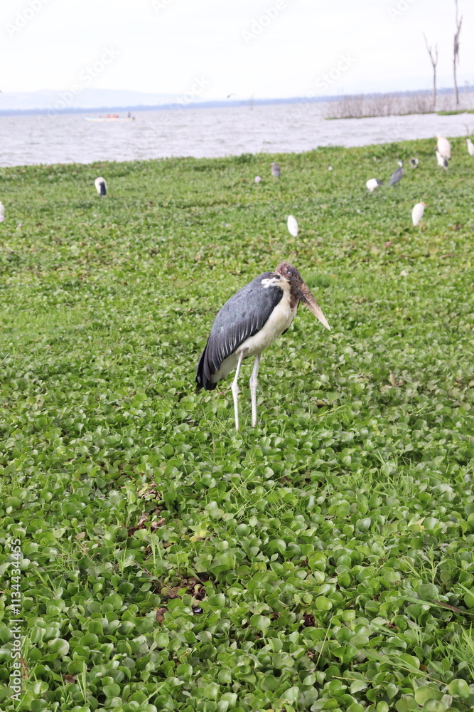 Fototapeta premium Birds of Lake Naivasha on the shore as the storm passes
