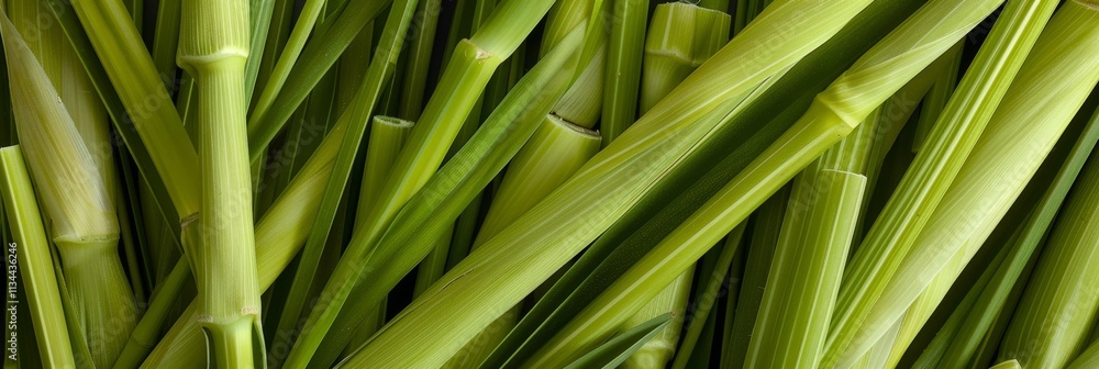 Fototapeta premium Lemongrass texture background, cymbopogon pattern, barbed wire grass banner, silky heads or oily heads