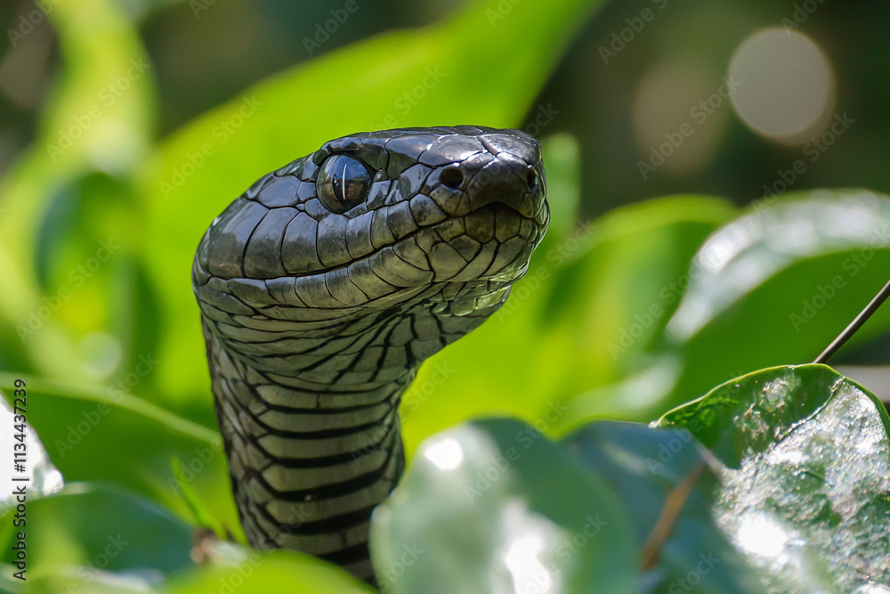 Fototapeta premium Black mamba coiled in green leaves