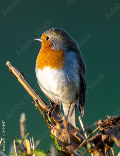 robin on a branch
