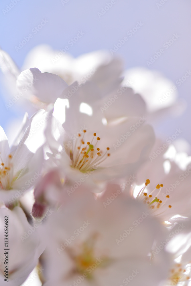 Cherry blossoms shining in the backlight Close-up Spring Wallpaper Background vertical/ 逆光に輝く桜 クローズアップ 春 壁紙 背景 縦長, Cherry blossoms shining in the backlight Close-up Spring Wallpaper Background vertical/ 逆光に輝く桜 クローズアップ 春 壁紙 背景 縦長,
