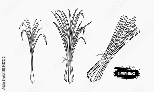 Three illustrations of lemongrass stalks in varying sizes