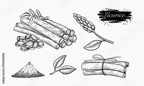 Licorice root plant illustration showing various forms