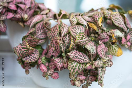 The closeup of Nerve plant or Fittonia albivenis which needs to be watered in a white flower pot on a windowsill photo