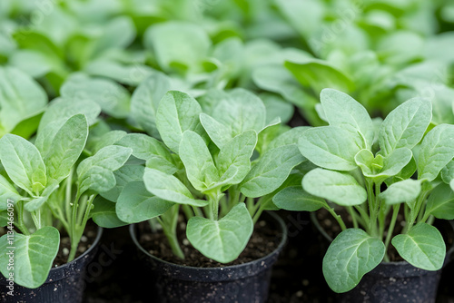 Rows of healthy green seedlings in small black pots.