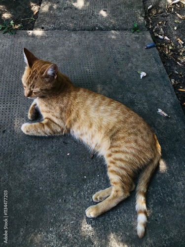 Cat sleeping on theconcrete