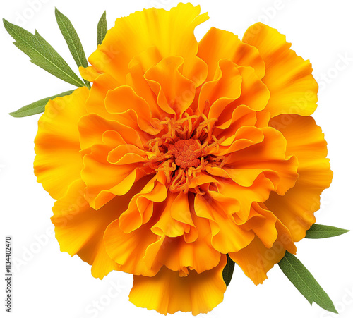 Marigold Flower isolated PNG, Tagetes Flower illustration on a transparent background

