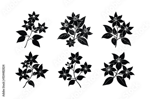 Jasminum sambac design, labeled silhouette, line art vector illustration. 