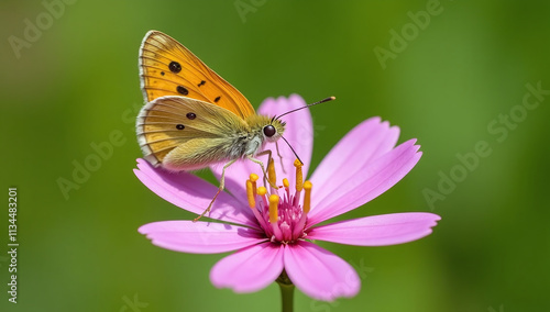 maiden pink attracts thymelicus sylvestris small skipper butterflies visually provides food source delicate insects photo