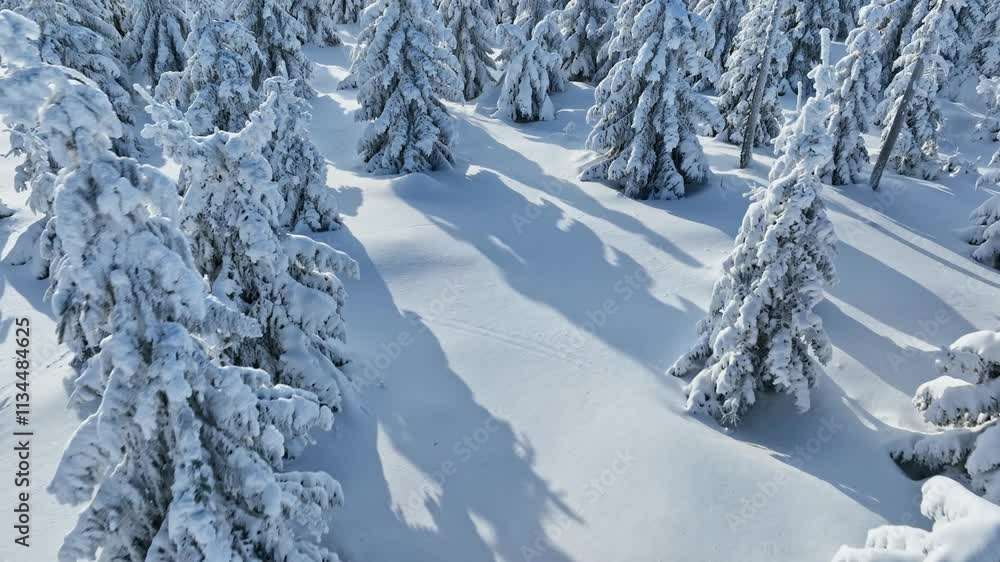 Smooth Crossing of Winter Snowy Spruce Forest. Nature and Outdoor Aerial footage of Winter Landscape. Smooth Crossing of Winter Snowy Spruce Forest. Nature and Outdoor Aerial footage of Winter Landscape.