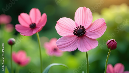 pink japanese anemone flowers bloom beautiful garden setting stock video footage available photo