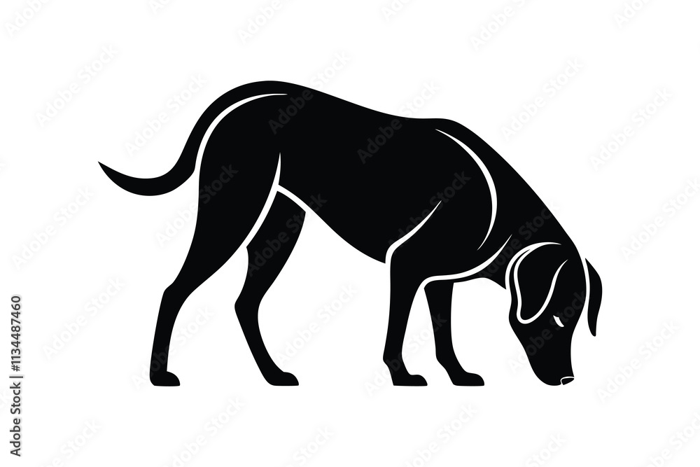silhouette of a Labrador Retriever sniffing the ground attentively. silhouette of a Labrador Retriever sniffing the ground attentively.