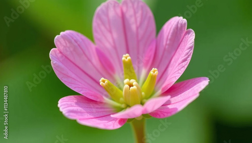 rheum australe blooms small delicate flowers stem