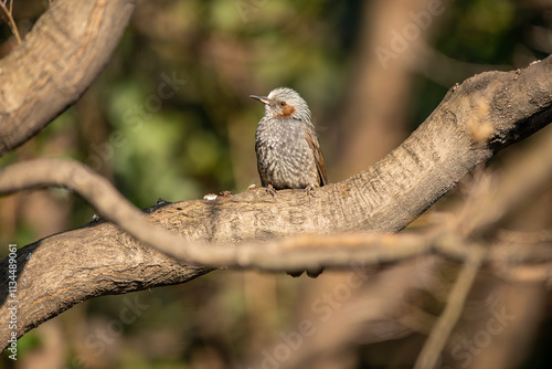 Obraz na płótnie The Brown-eared Nightingale, Hypsipetes amaurotis or Microscelis amaurotis, is a medium-sized nightingale found from the Russian Far East, northeastern China, the Korean Peninsula and Japan. w salonie