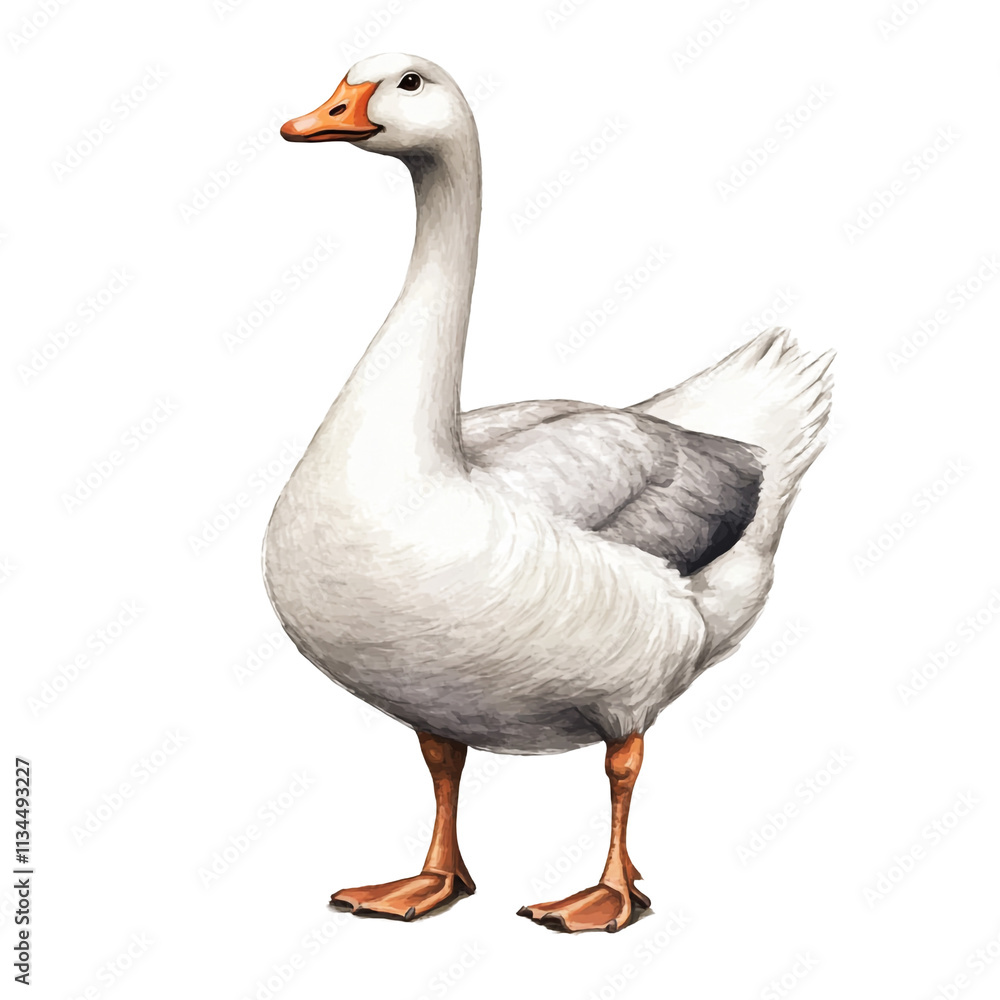 Majestic Domestic Goose: A Detailed Illustration Majestic Domestic Goose: A Detailed Illustration