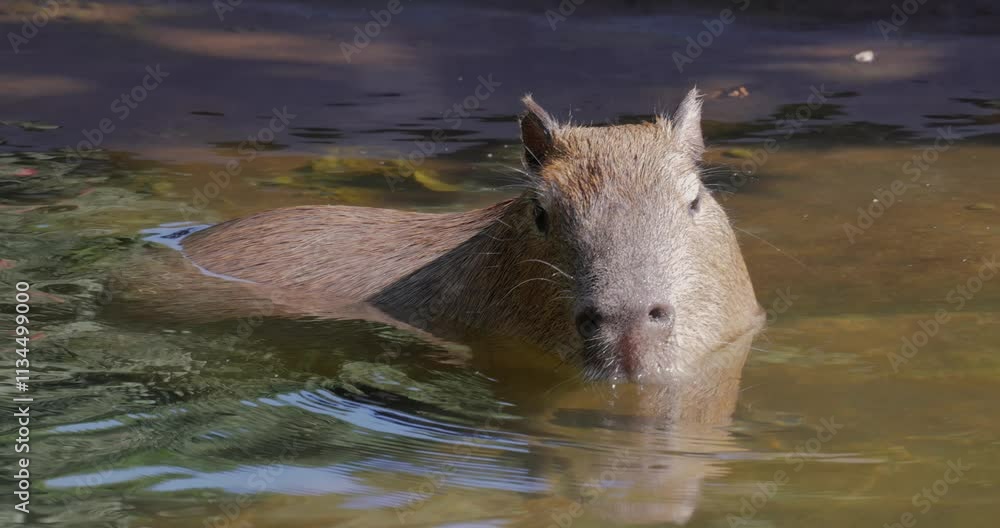 Capybara or greater capybara (Hydrochoerus hydrochaeris) is a giant cave rodent native to South America. It is the largest living rodent and a member of the genus Hydrochoerus. Capybara or greater capybara (Hydrochoerus hydrochaeris) is a giant cave rodent native to South America. It is the largest living rodent and a member of the genus Hydrochoerus.