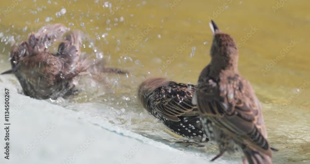 Starling escapes from the heat and swims in a pond. Common starling (Sturnus vulgaris), also known as the European starling in North America. Starling escapes from the heat and swims in a pond. Common starling (Sturnus vulgaris), also known as the European starling in North America.