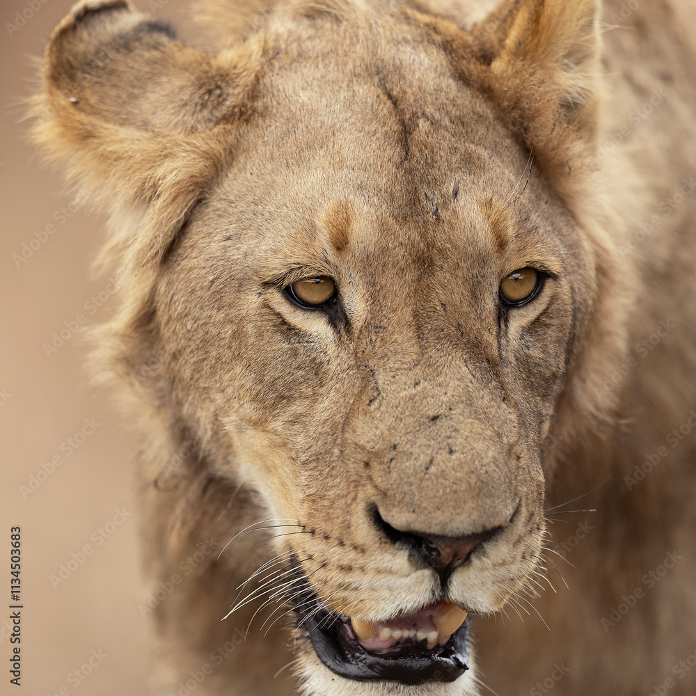 Fototapeta premium Young Male Lion close up
