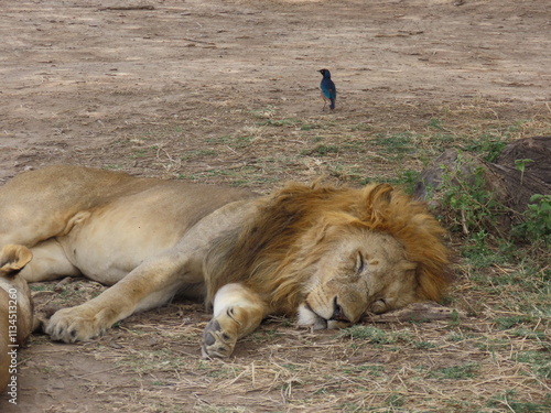 Sleeping Lion