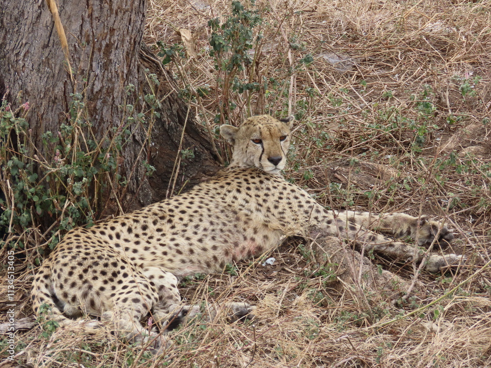 Obraz premium Cheetah in the Wild