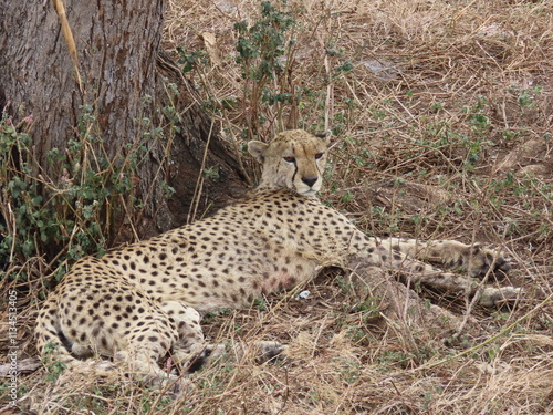 Cheetah in the Wild photo