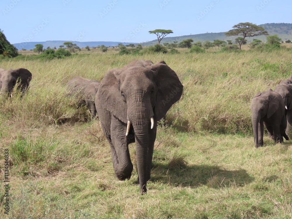 Elephant in the wild Elephant in the wild