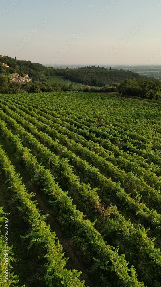 vertical smooth drone video of Tuscany vineyards geometrical straight design lines vertical smooth drone video of Tuscany vineyards geometrical straight design lines