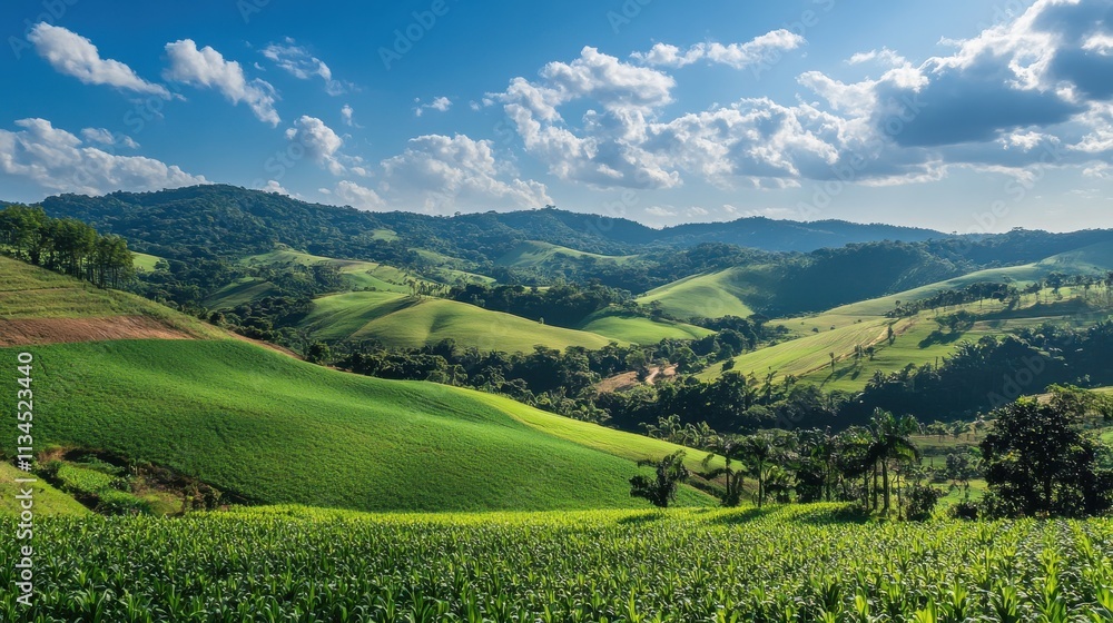 Brazil's lush sugarcane fields harvested for sugar production under a bright sky Brazil's lush sugarcane fields harvested for sugar production under a bright sky