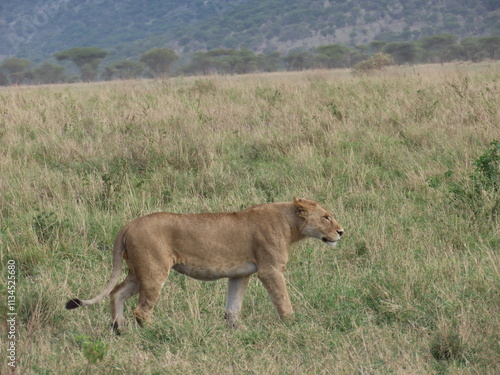 Lion in the grass