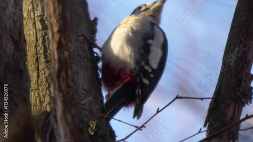 Wallpaper Mural Beautiful forest woodpecker Dendrocopos medius on a tree looking for food. Torontodigital.ca