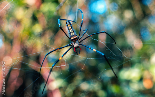 Spider in web against tropical backdrop. Nephila pilipes spider or giant golden orb weaver. Scary animals in tropical nature.