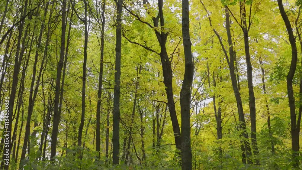 Autumn leaves fall in the forest, natural landscape. Autumn leaves fall in the forest, natural landscape.