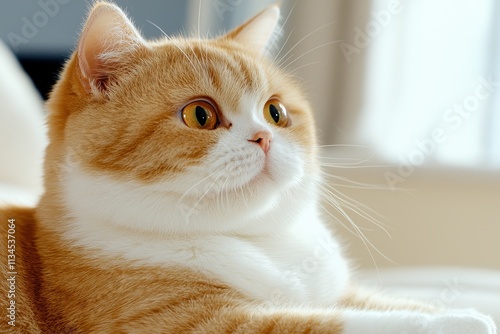 Wallpaper Mural Curious orange and white cat gazing thoughtfully in a sunlit room with soft background Torontodigital.ca