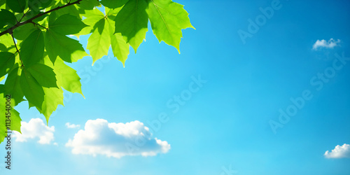 A sunny blue sky serves as the backdrop for a tree branch adorned with green leaves creating a summer themed image with ample space for additional content