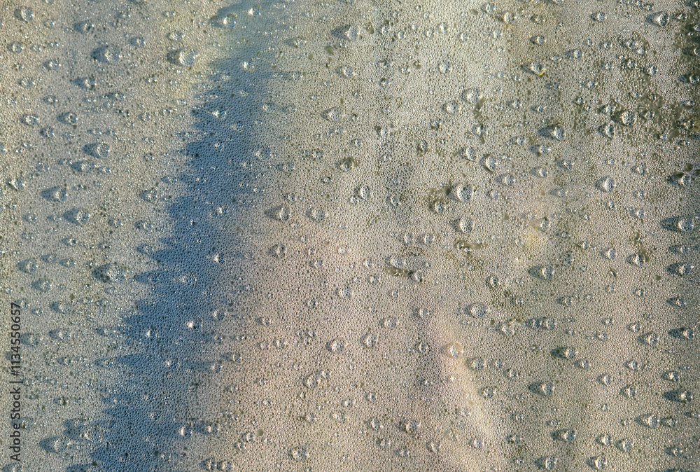 Fototapeta premium 朝の水滴