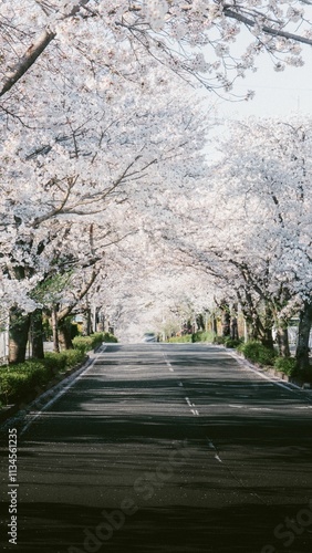 Wallpaper Mural Cherry Blossom Road Tunnel Torontodigital.ca