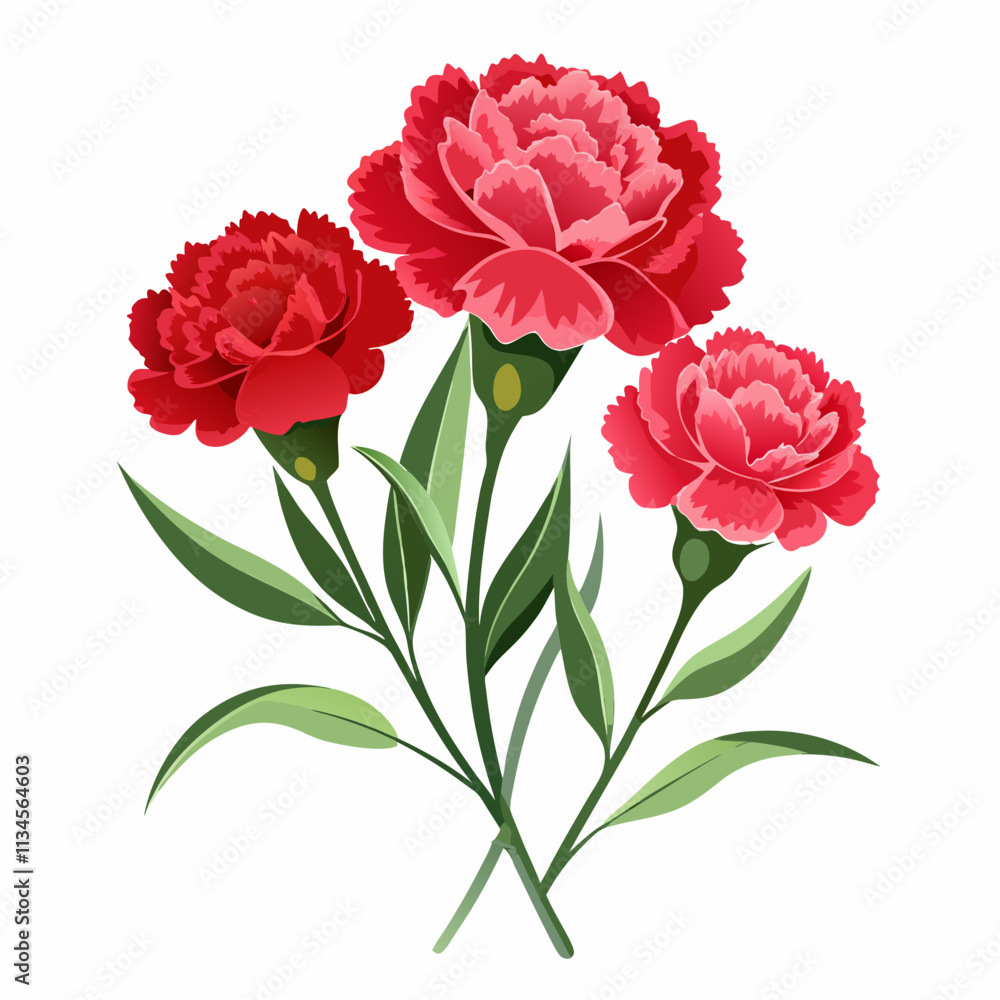 realistic carnation flowers,background white realistic carnation flowers,background white