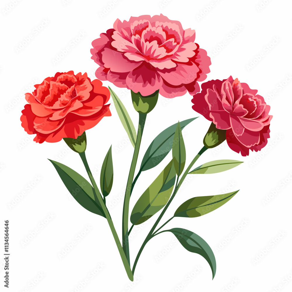 realistic carnation flowers,background white realistic carnation flowers,background white