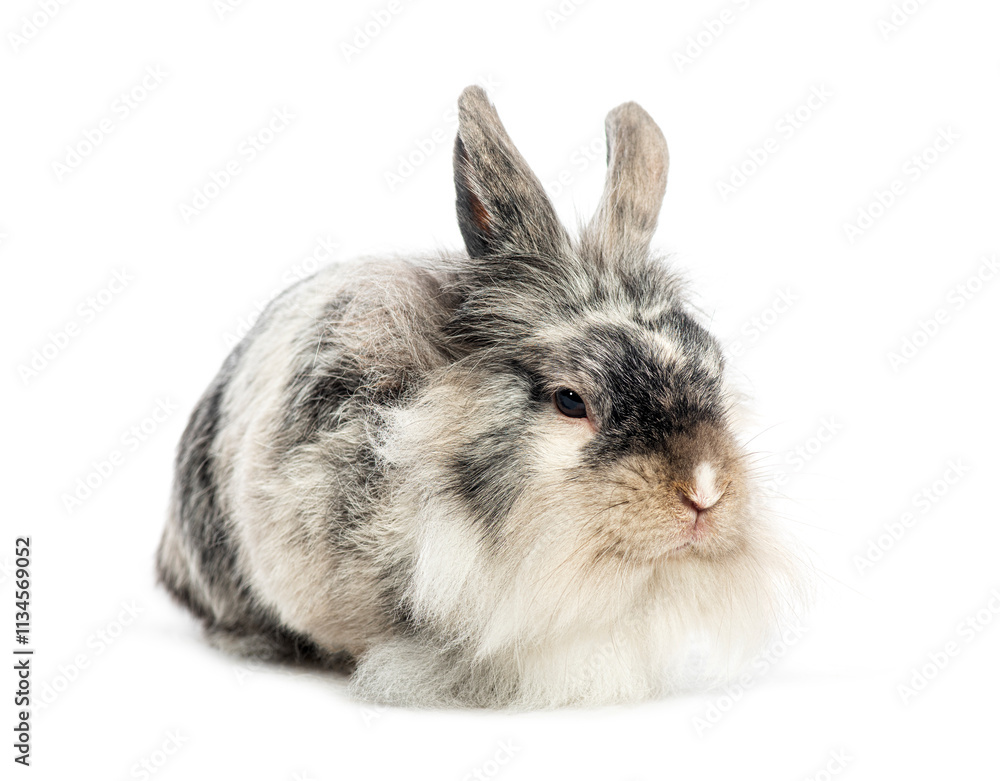 Lionhead rabbit down on white background Lionhead rabbit down on white background