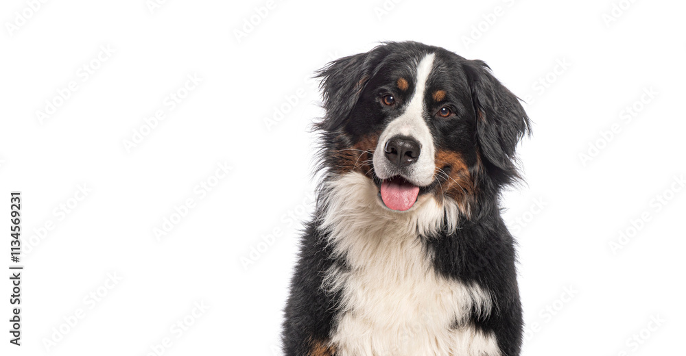 Head shot of Happy Bernese mountain dog sitting on a white background and looking at the camera with its tongue out Head shot of Happy Bernese mountain dog sitting on a white background and looking at the camera with its tongue out