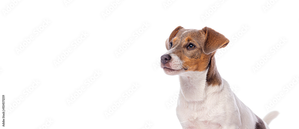 Curious jack russell terrier dog looking up isolated on white background Curious jack russell terrier dog looking up isolated on white background