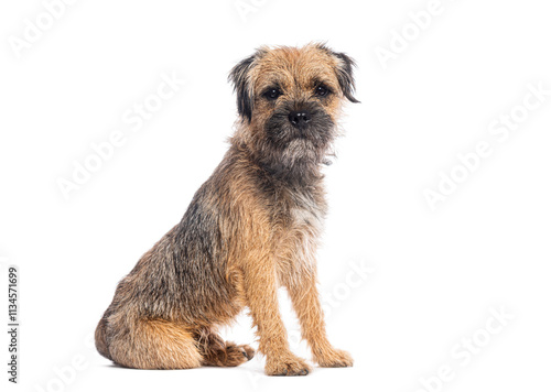 Fotografie Border terrier dog sitting and posing on white background