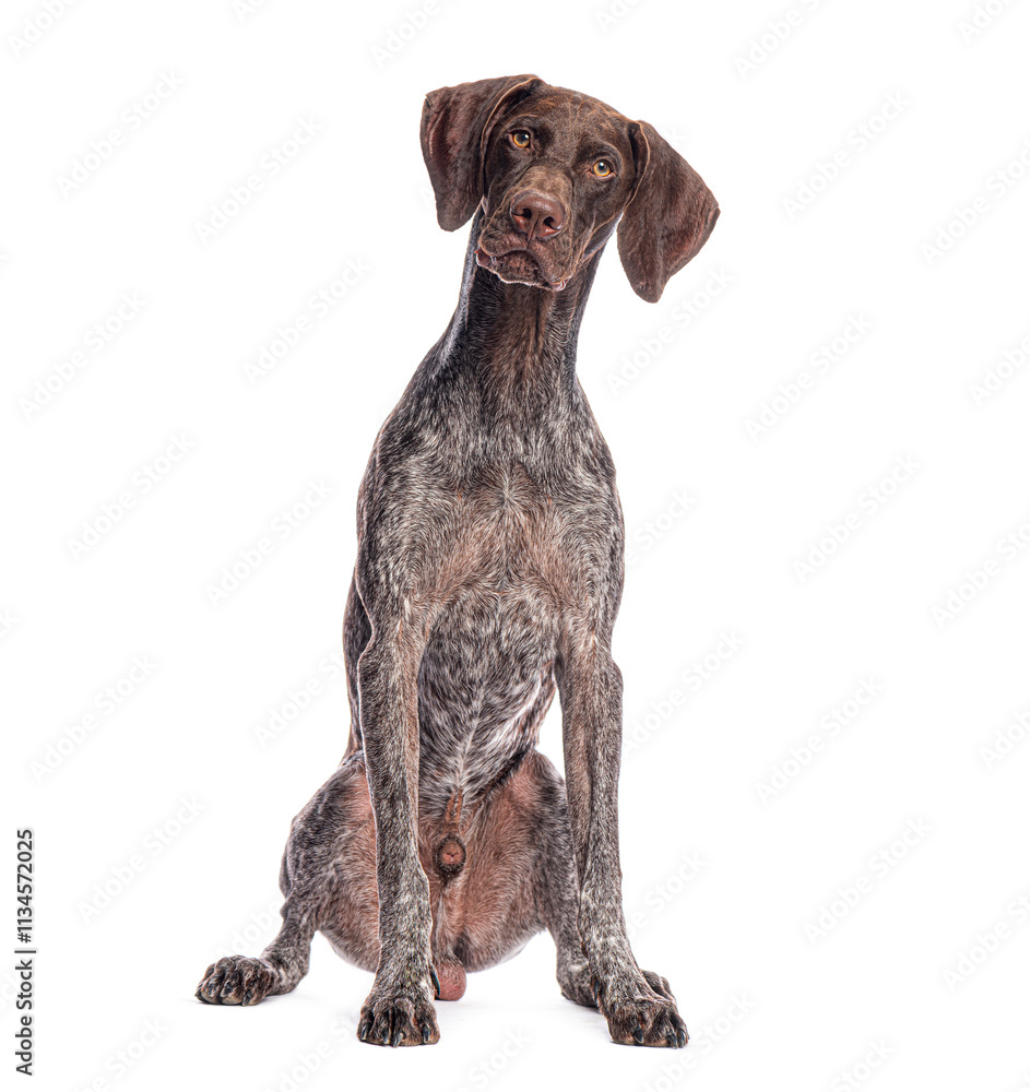 German shorthaired pointer sitting and tilting its head on white background German shorthaired pointer sitting and tilting its head on white background