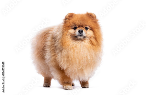 Adorable pomeranian dog standing on white background